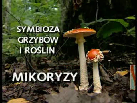 Symbioza grzybów i roślin - mikoryzy