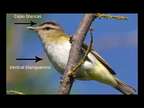 La vida del Juan chiviro y del Chiví Chiví Esperanza Santa Fe Argentina 2026