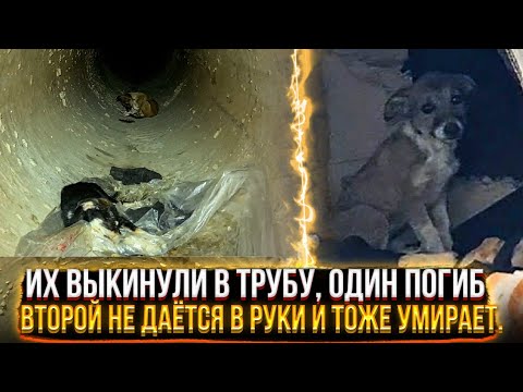 Их выкинули в трубу😱, один истёк кровью. Теперь умирает и вторая, мы не можем ее поймать.