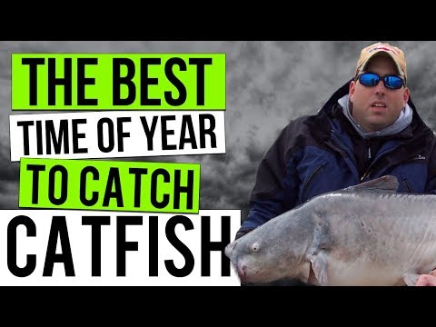 The Best Time To Catch Catfish : A Seasonal Guide To Catfishing