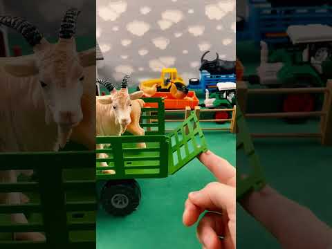 BIG PIG ON THE FARM / GRANDE PORCO NA FAZENDA