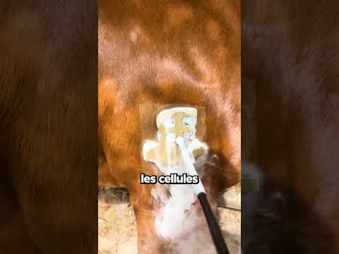 Pourquoi Cet Homme Se Marque… Lui-Même ?!🥶