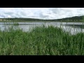 The booming bitterns of Leighton Moss (RSPB) - YouTube