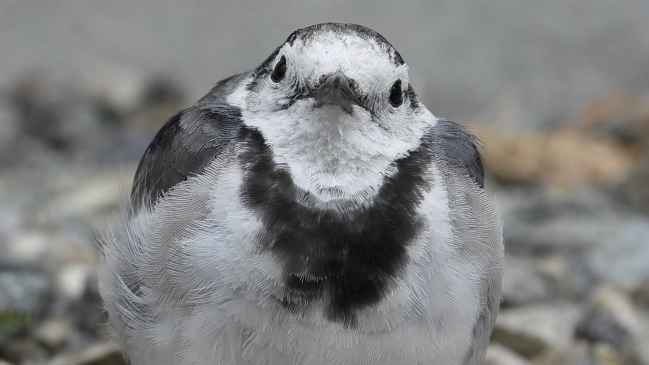 早春のハクセキレイたち - 20 cmの間柄