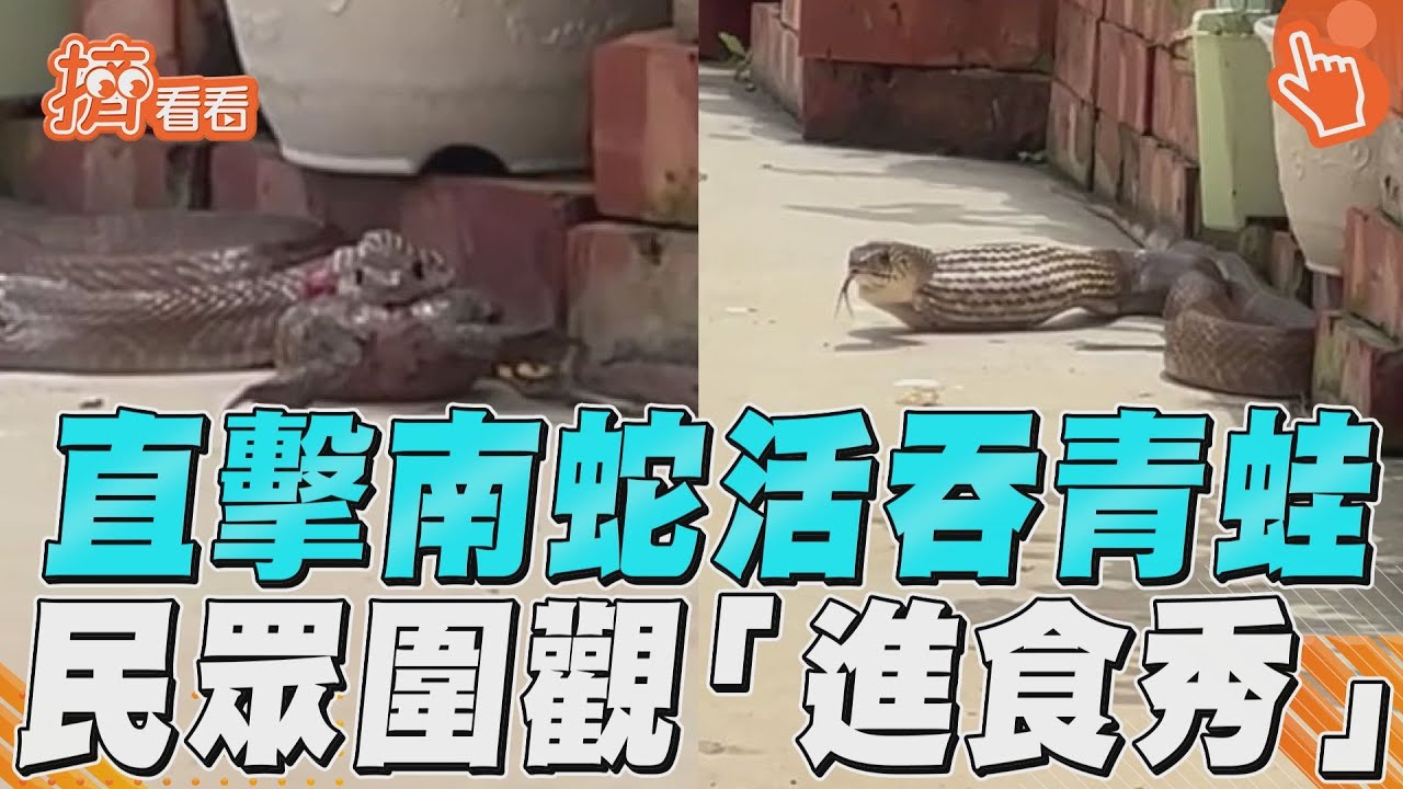 影音／直擊南蛇活吞青蛙　民眾圍觀「進食秀」