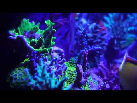 SPS Coral Reef Tank One Week Running UV Sterilizer | Crystal Clear Water