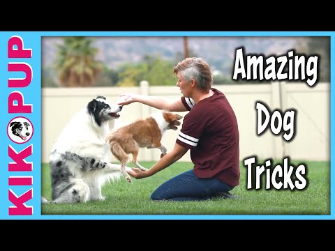 What is Clicker Training