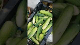 সকাল বেলা সবজির বাজারে আসলাম | #saudiarabia #bangladesh #vlog