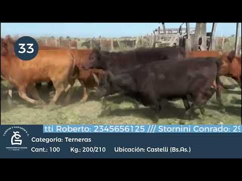 Lote Hembras - Castelli Bs As