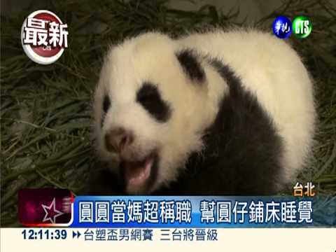 圓圓當媽超上手 團團不知為人父