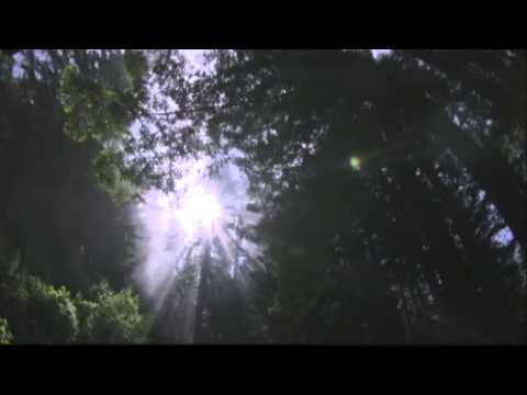 Wisdom Moment - Michael Stillwater - "Angels All Around You"