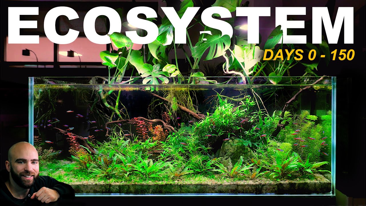 How To Make A ZERO Maintenance ECOSYSTEM Aquarium (FULL BUILD)