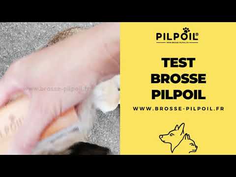 Vidéo client chien poils courts 4