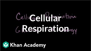 Introduction to Cellular Respiration