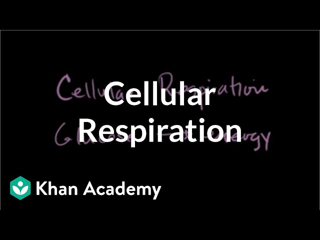 Videouttalande av cellular respiration Engelska