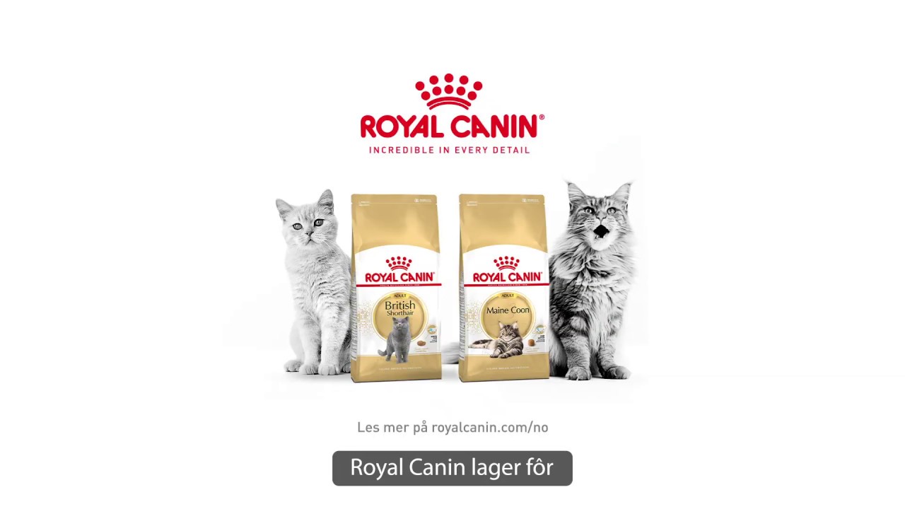 Watch video Royal Canin Feline Breed Nutrition Now Royal Canin Feline Breed Nutrition