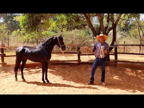 WILD HORSE BEGINNING TO BE RATIONAL TRAINED. MONTE NEGRO HORSE