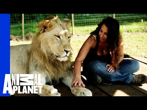 Lions Treat Woman Like the Leader of the Pride