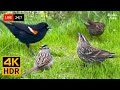24 7 LIVE Cat TV For Cats To Watch Wild Birds Unlimited 4K Cat Games HDR