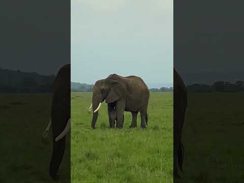 Mother Elephant covering his baby from Rain#shorts#satisfying#animals