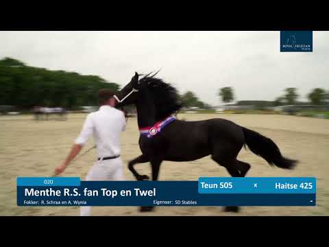 Fokdag Het Friesche paard Limburg &#8211; 4-7-2021