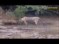 Lion dying of snakebite