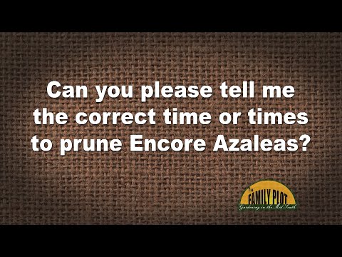 Q&A – When is the correct time to prune my encore azaleas?