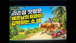 베트남의 하와이? 리손섬 가다 (다낭왕 레오님 따라가보기 )처음보는 닭 게?  길을막는 소때들
