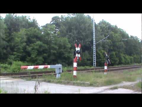 Eine Ferkeltaxe im Wald zwischen Lauta und Hosena