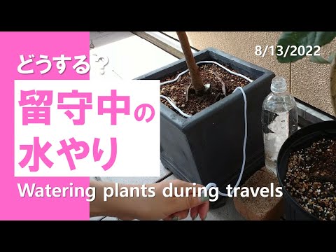 無料で植物に水をまく、バルコニー雨水コレクターの DIY アイデア 5 つ  庭園