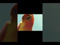 A Bugs Life Bloopers Heinrich Bird Fail