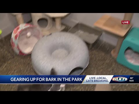 Inside the Cat Corral in the Kitten room at the animal Care Society - YouTube