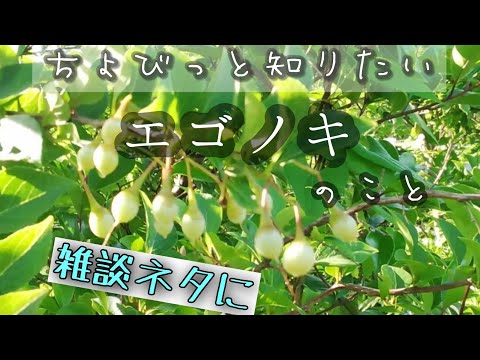エゴノキ 植物