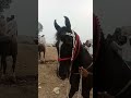 Horse For Sale Beautiful Horse Lovely Horse Special Horse Mandi Aminpur Bangla Village Round