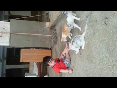 Hasnain play with cats.