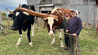 IS JIM SWITCHING TO OXEN?!!! #856