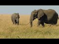Elephant Sound Authentic Trumpet Wild African Elephant In Maasai Mara Safari