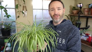 Spider Plant Care Guide and Repot - Chlorophytum Comosum – Airplane Plant - Beginner Friendly