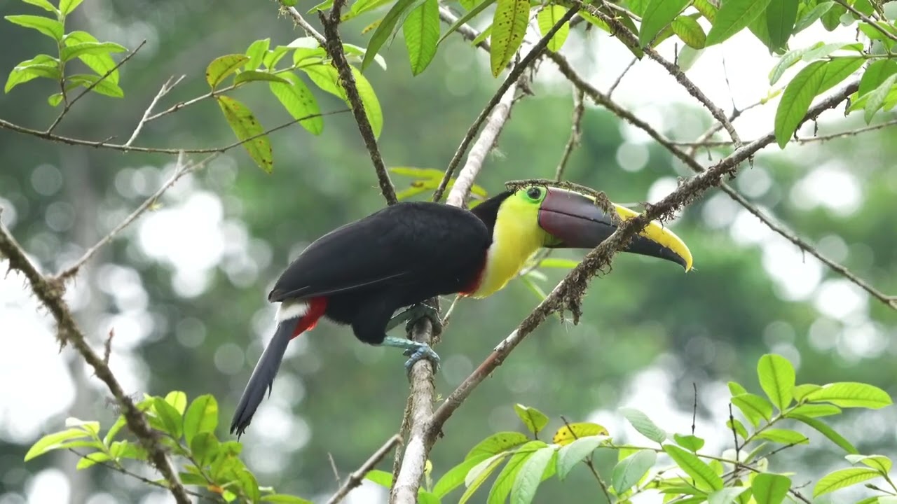 Puntarenas & Tarcoles, Costa Rica - April 2024