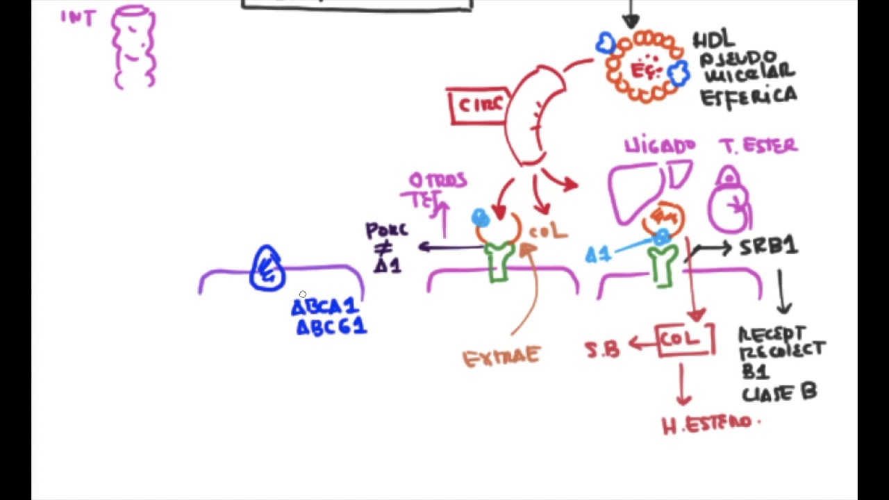 Lipoproteínas Plasmáticas: HDL (Transporte Reverso de Colesterol) parte3