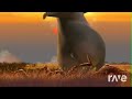 Madagascar 1 2 I Like To Move It RaveDj
