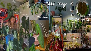 🌿 october houseplant walk through 🌿 blooms, new big philodendron leaves, & updates on new plants