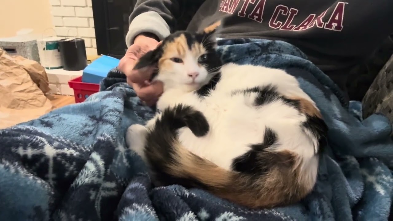 Enlarge Abby, a Adoptable Calico in Sunnyvale, CA video 1/6