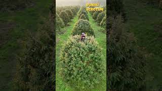 Download lagu Teknologi Pemangkasan Durian Thailand mp3 Download lagu Teknologi Pemangkasan Durian Thailand mp3