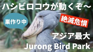 ハシビロコウが動くぞ！アジア最大「ジュロンバードパーク」巣作りの絶滅危惧種を巡る、シンガポール Jurong Bird Park