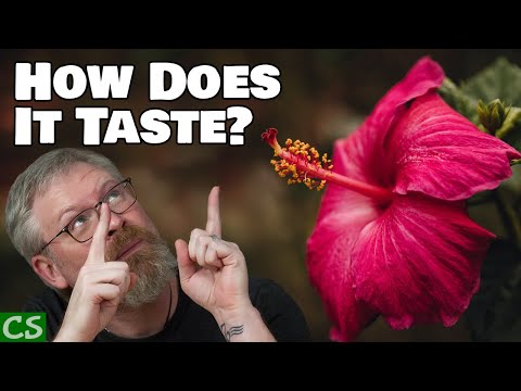 Hibiscus Green Tea Mead Tasting