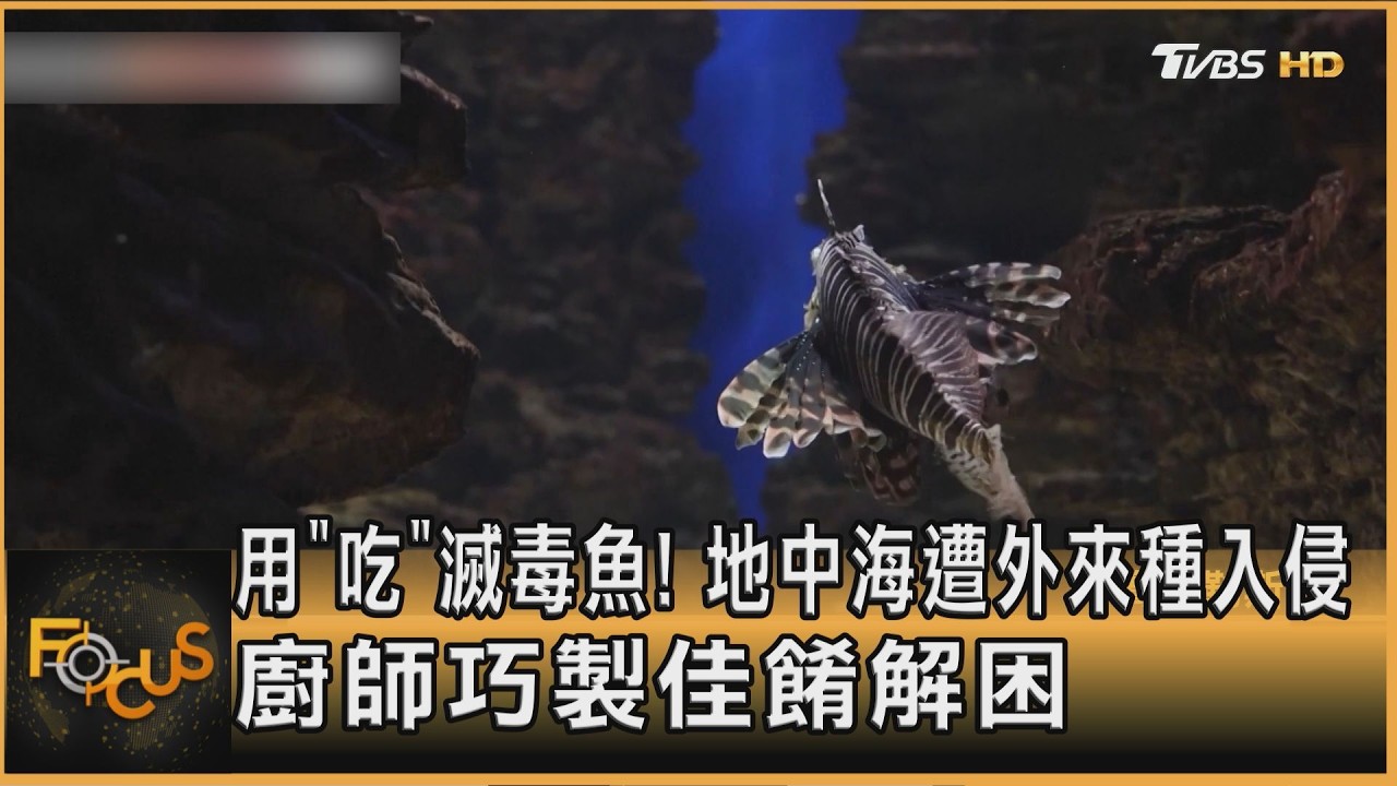 FOCUS全球新聞/用「吃」滅毒魚!地中海遭外來種入侵 廚師巧製佳餚解困