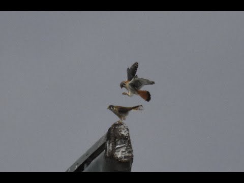 Mating American Kestrels and Cooper's Hawk Display Flight (Still Shot Series)