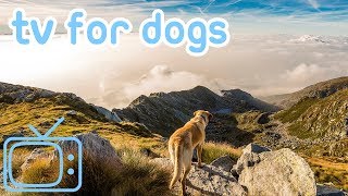 ChillYourDogOutTV!DeepRelaxationandEntertainmentTvforDogs!
