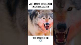 SUPER ALCATÉIA com 400 LOBOS ESTÁ FORA DE CONTROLE